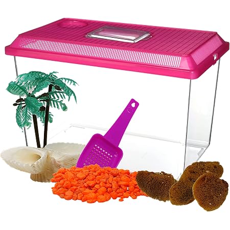 Essential Supplies for Your Hermit Crab Habitat