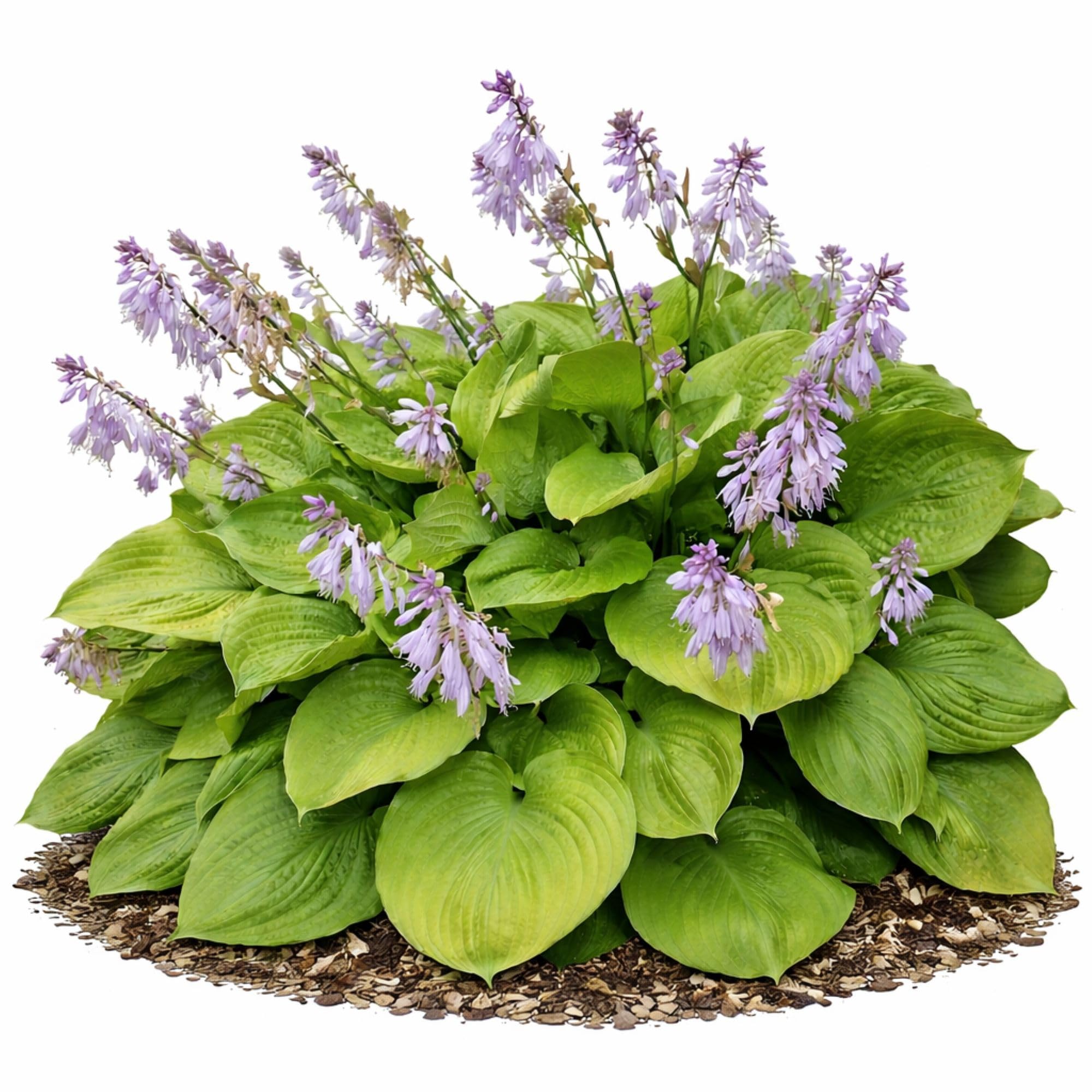Hosta Sum and Substance