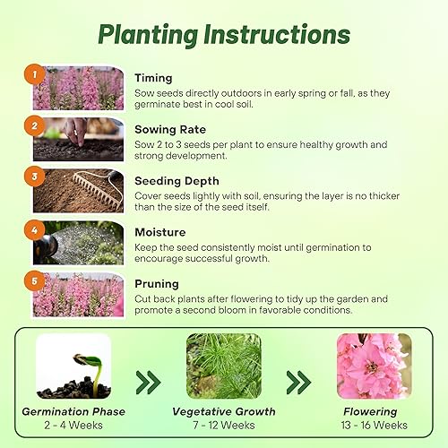 Miniatura 10 de Outsidepride Delphinium Larkspur Rocket Wild Flowers - 1000 semillas