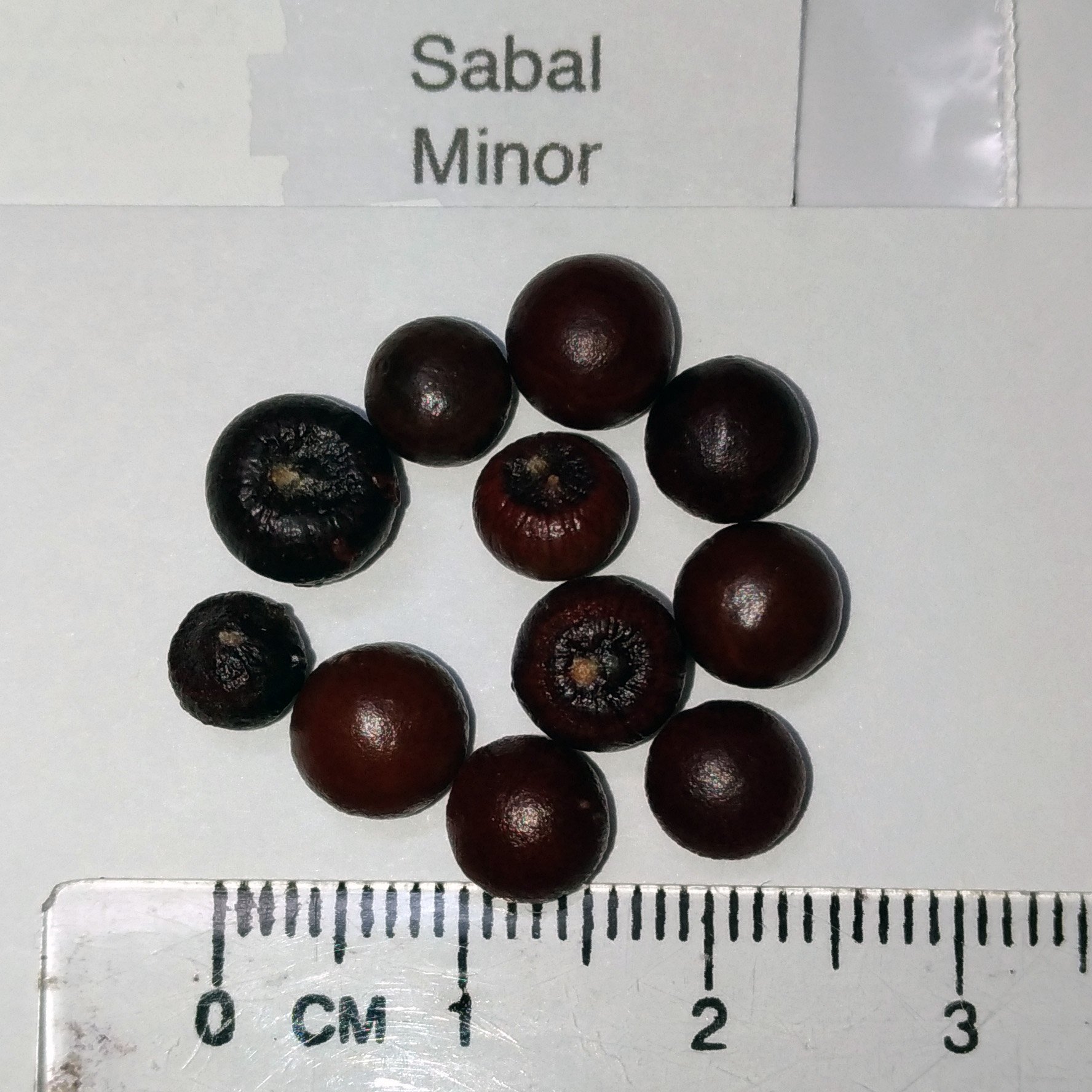 Amazon｜【観葉植物／種子】Sabal Minor ミキナシサバル◎耐寒性の高い
