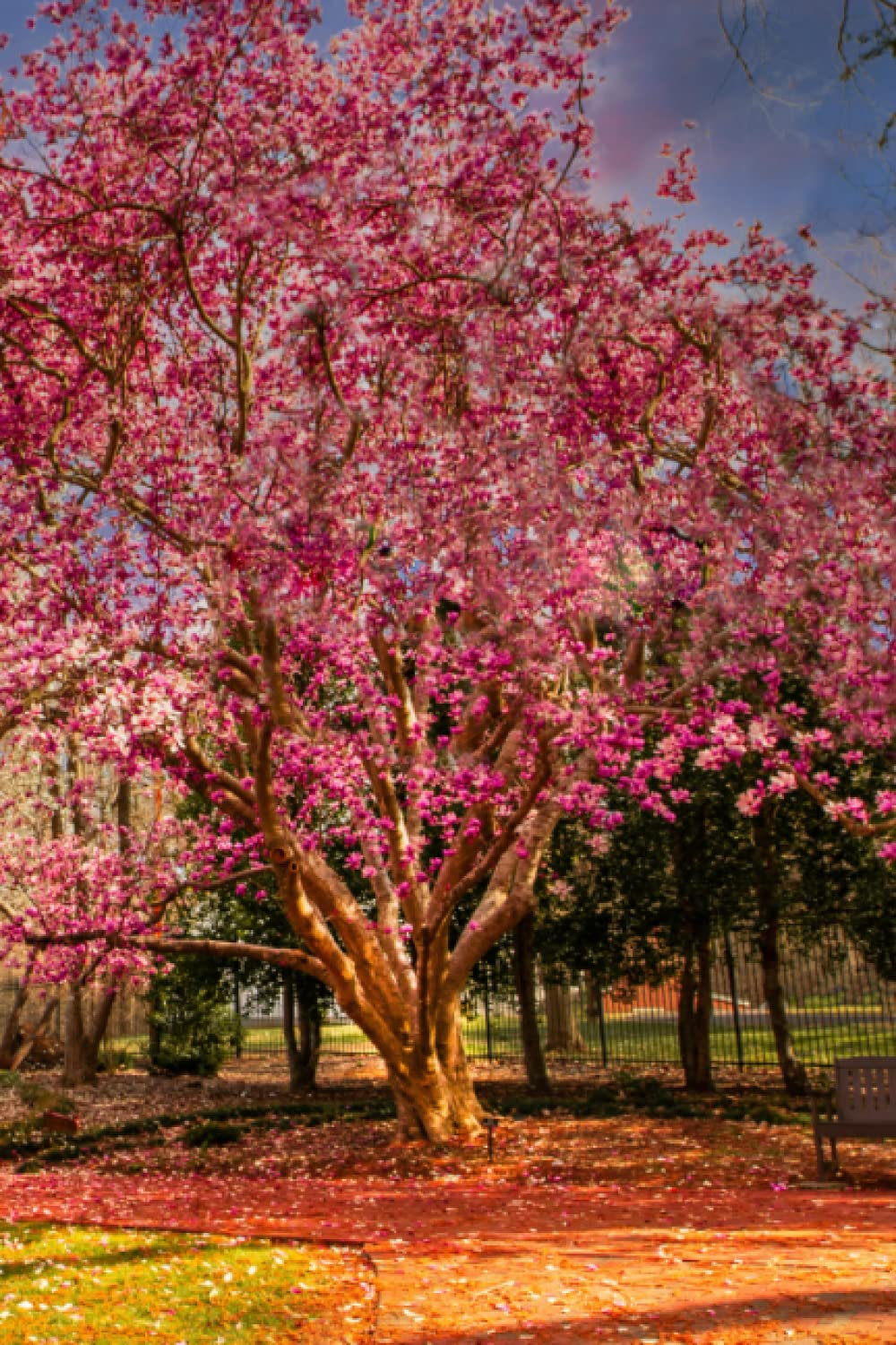 Spring Magnolia Journal