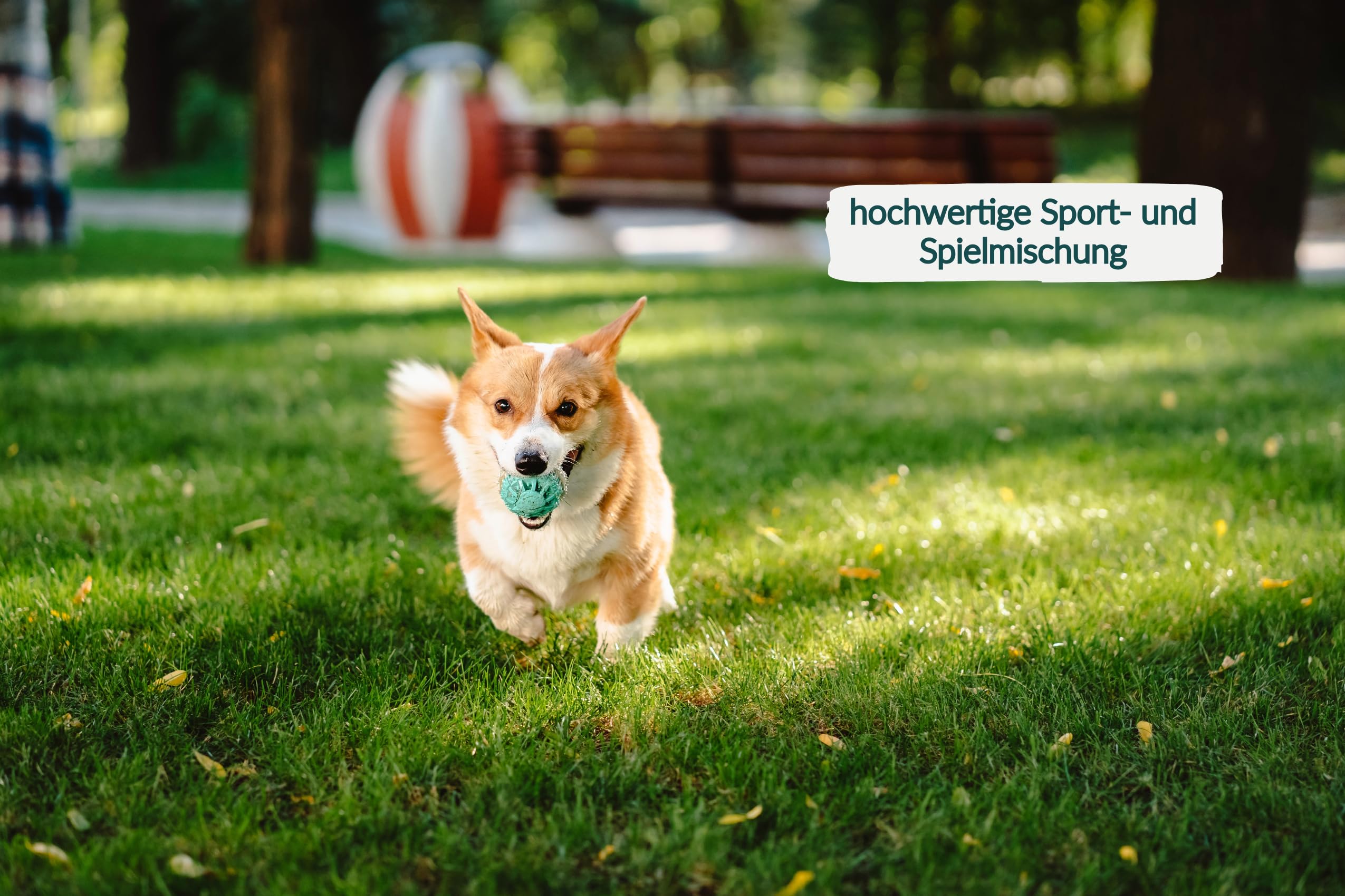 2 x 10kg HEGA Grasland Rasensamen Sport und Spiel, Grasamen, Zierrasen, Sportrasen, Spielrasen, Rasen, robust und widerstandsfähig, kontorliert und zertifiziert, hitzersestent