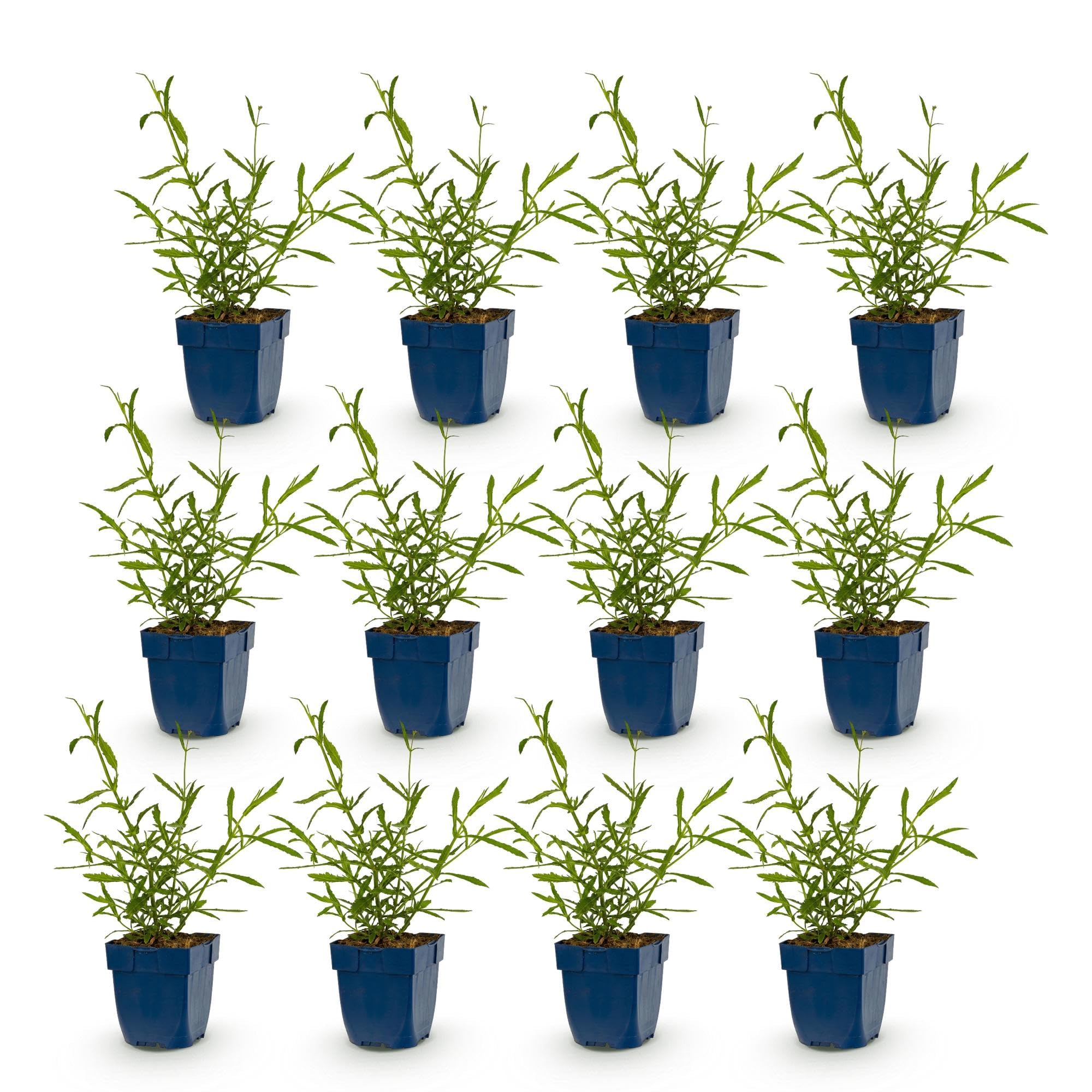 Verbena Bonariensis Lollipop, Bienenweide für Garten, Lila, 12er Set