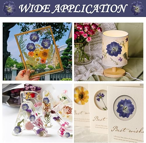 Miniatura 3 de Flores secas prensadas moradas grandes para adornos de manualidades de resina, 60 flores naturales prensadas para joyería de resina, caja de