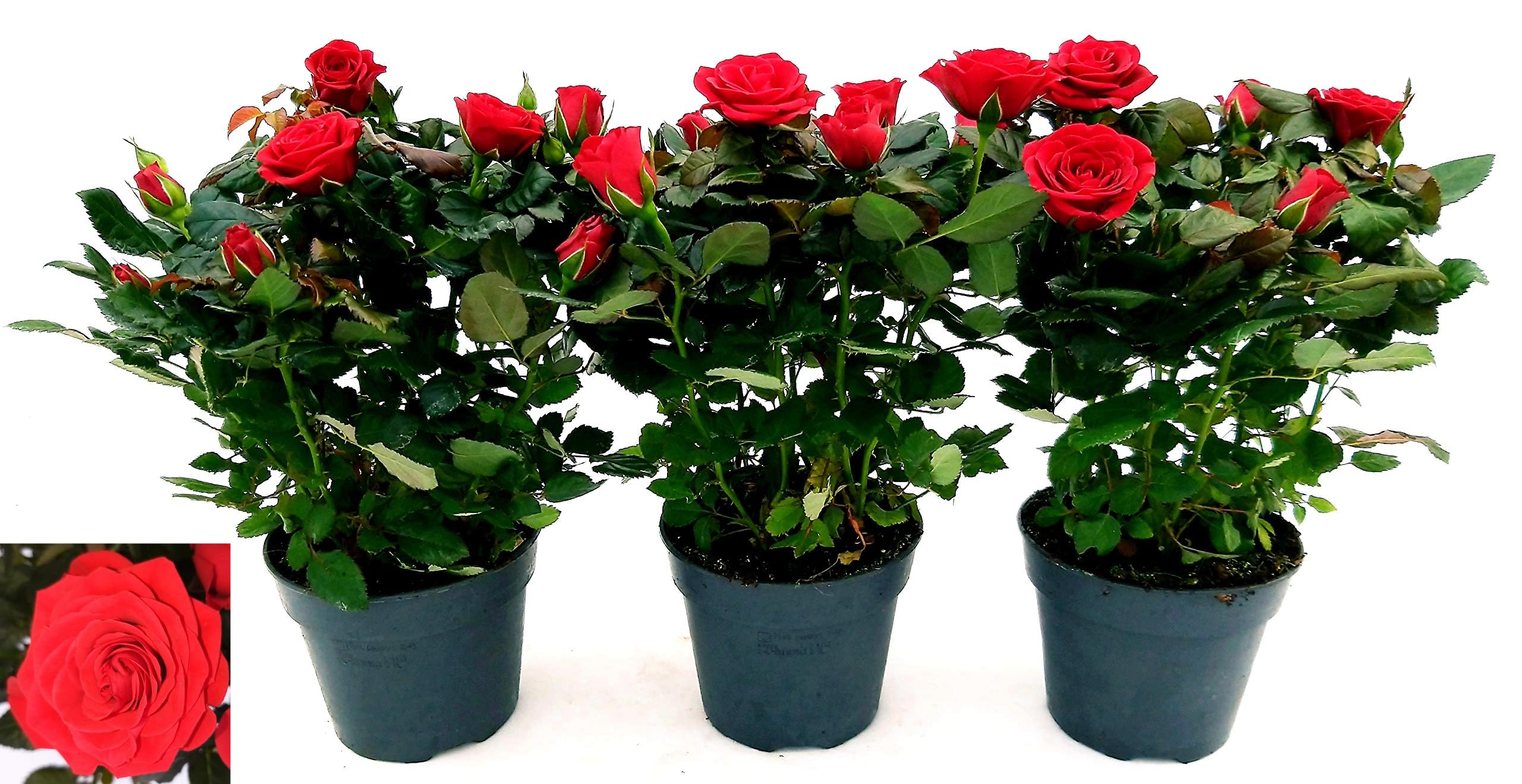 POWERS TO FLOWERS - ROSA DA GIARDINO RAMPICANTE e RIFIORENTE, ROSA ROSSA, 3 PIANTE, Piante Vere