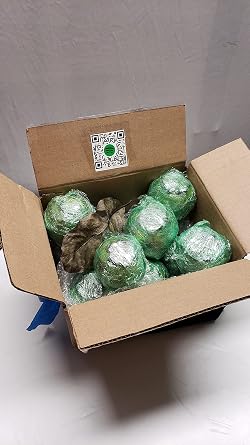 Fresh Black Sapote (2 lbs)