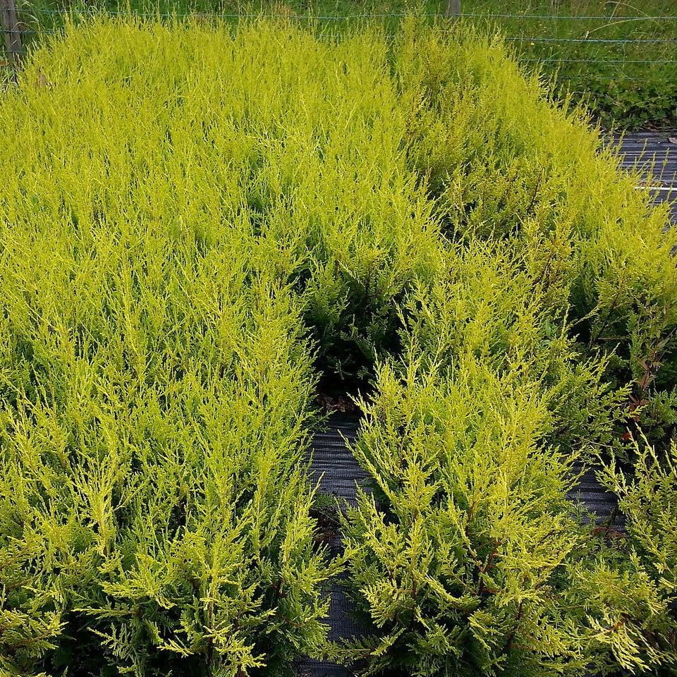 10 Leyland Cypress 'Castlewellan Gold' / Golden Leylandii Hedging Plants 20-30cm in 9cm Pots 3fatpigs®