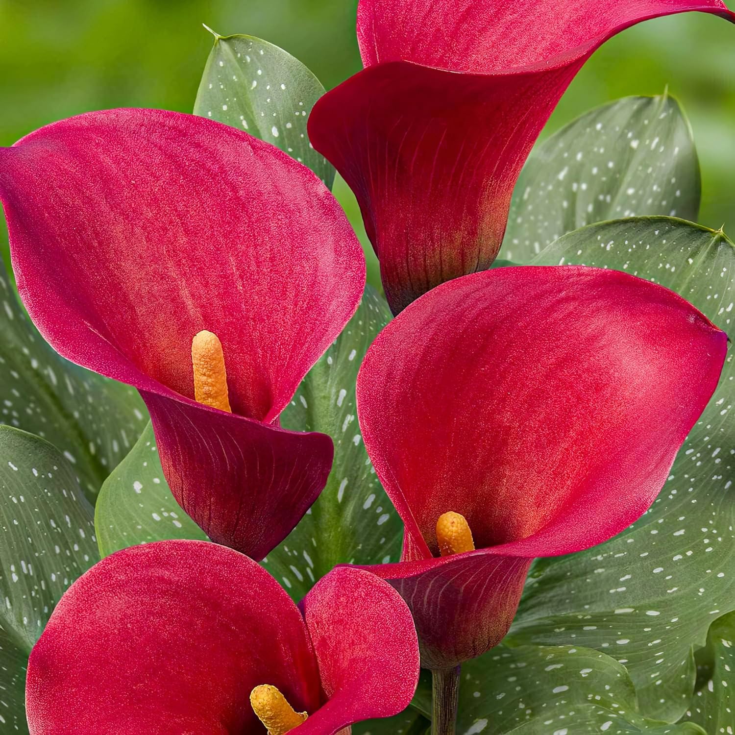 Zantedeschia Calla Lirio Pasión Roja - 5 Bulbos de Flores Exterior - Plantas Naturales Exterior de Holanda - Plantas de Exterior Resistentes - Decoracion Jardin - Sin Semillas, No Artificiales