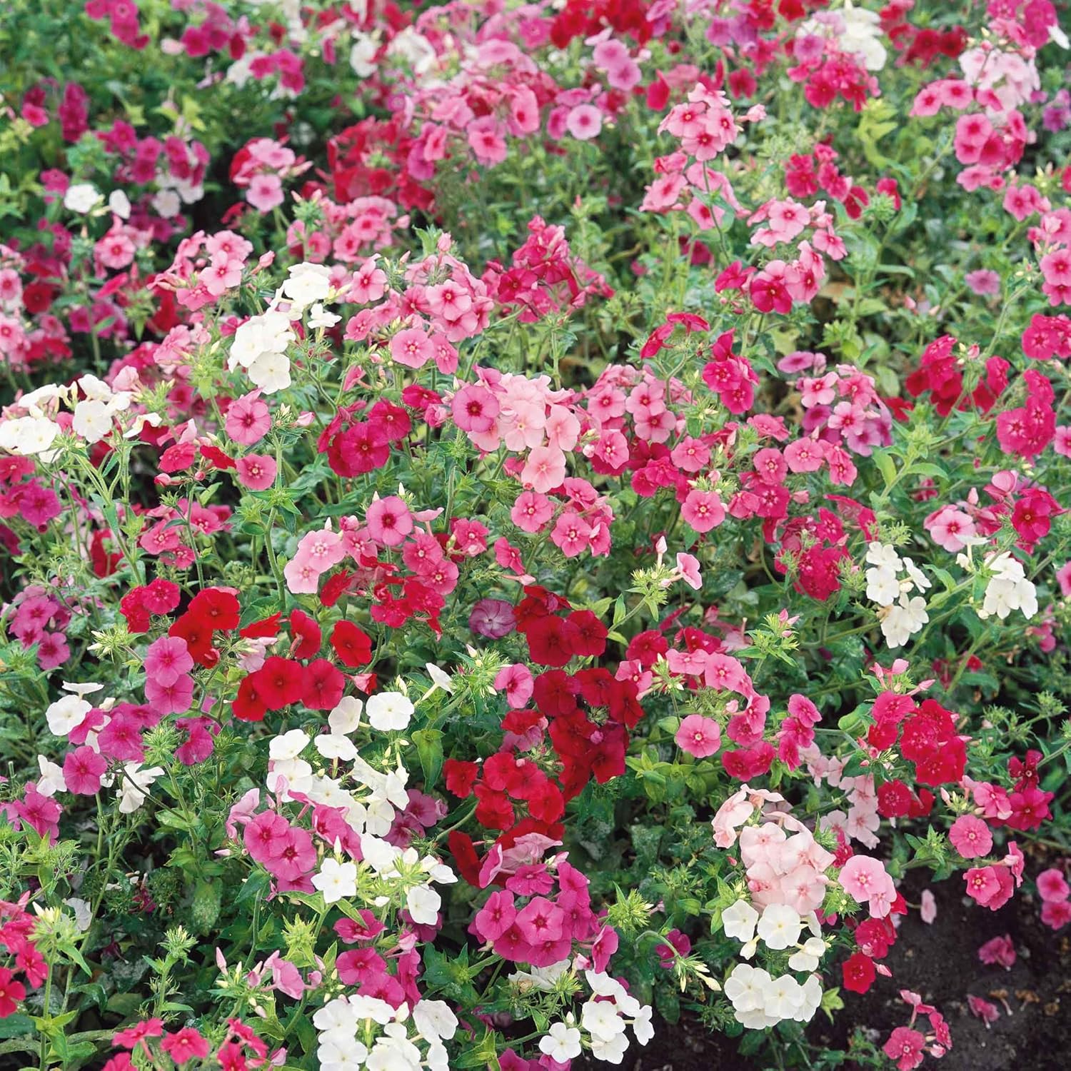 Eden Brothers Annual Phlox Seeds - Dwarf Mix