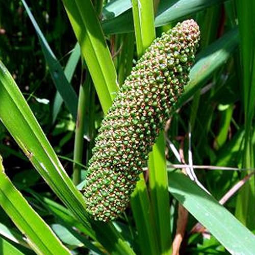 Miniatura 2 de Semillas de bandera dulce (Acorus Calamus americanus) Más de 50 semillas de hierbas medicinales en cápsulas de semillas congeladas para el jardinero