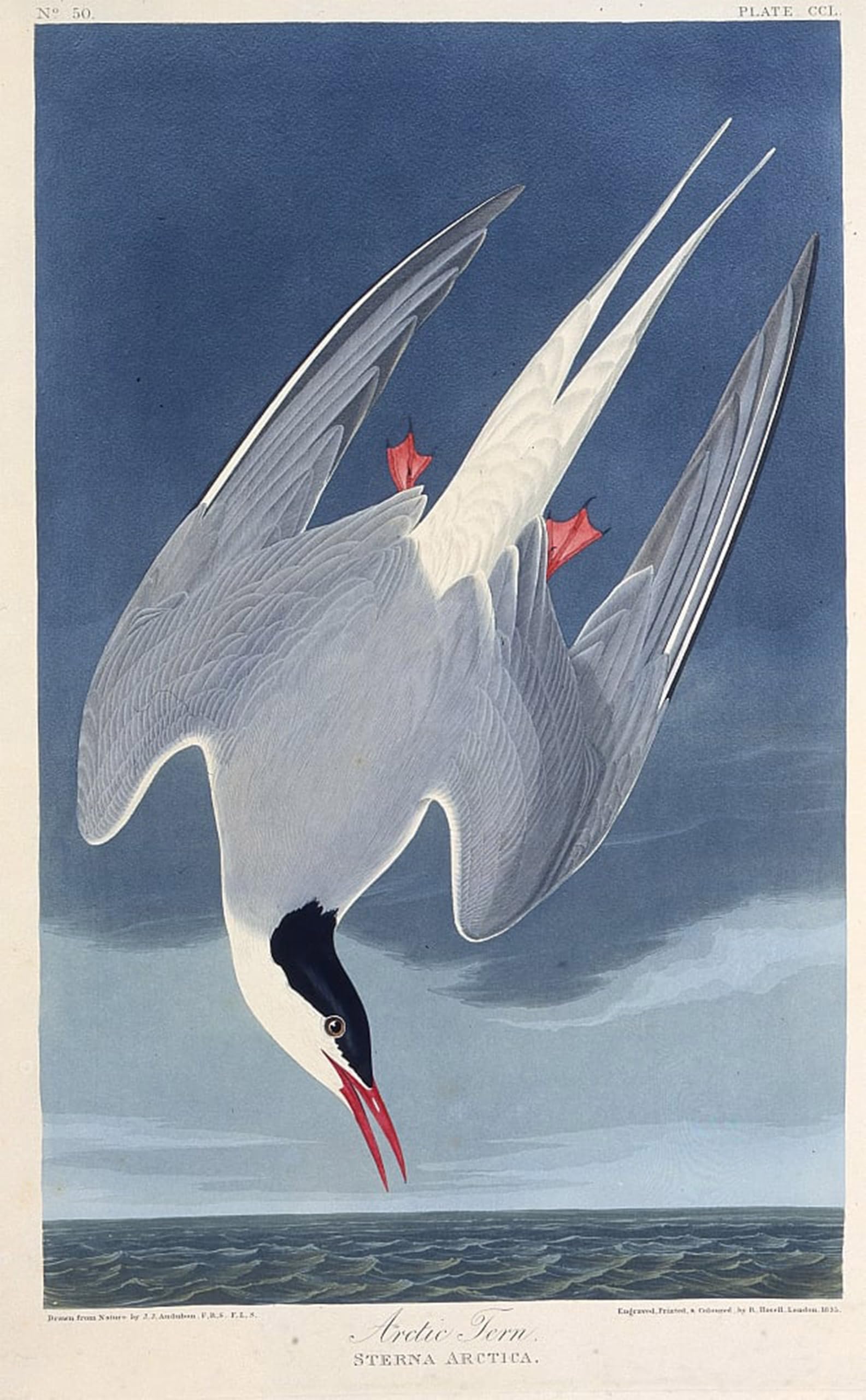 POSTERIIk Vintage Print Pop Art Landscape Artwork the Arctic Tern From the Birds of America by John Jamess Audubon Art Prints for Office Home Decor 60x90cm