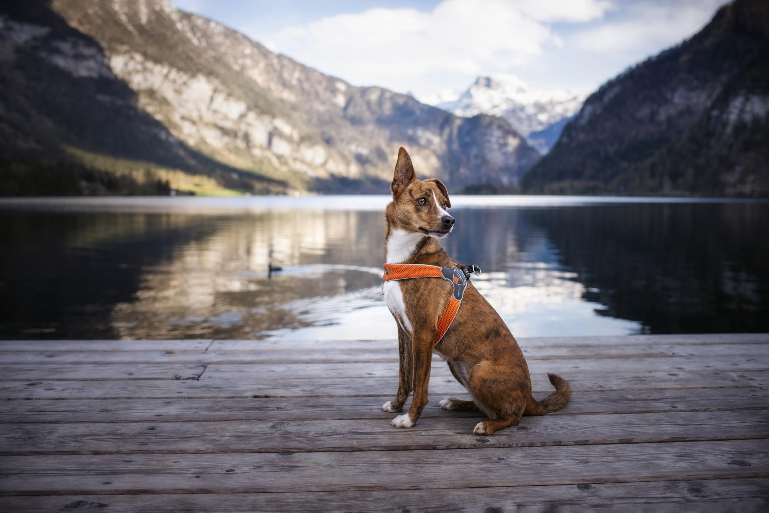 Coralpina Pettorine per cani e cuccioli, design italiano e qualità, in morbido Airmesh (M, nero)