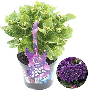 Hydrangea Purple Dance Garden Shrub | Deciduous Vibrant Potted Plant | 1.5-2.5ft
