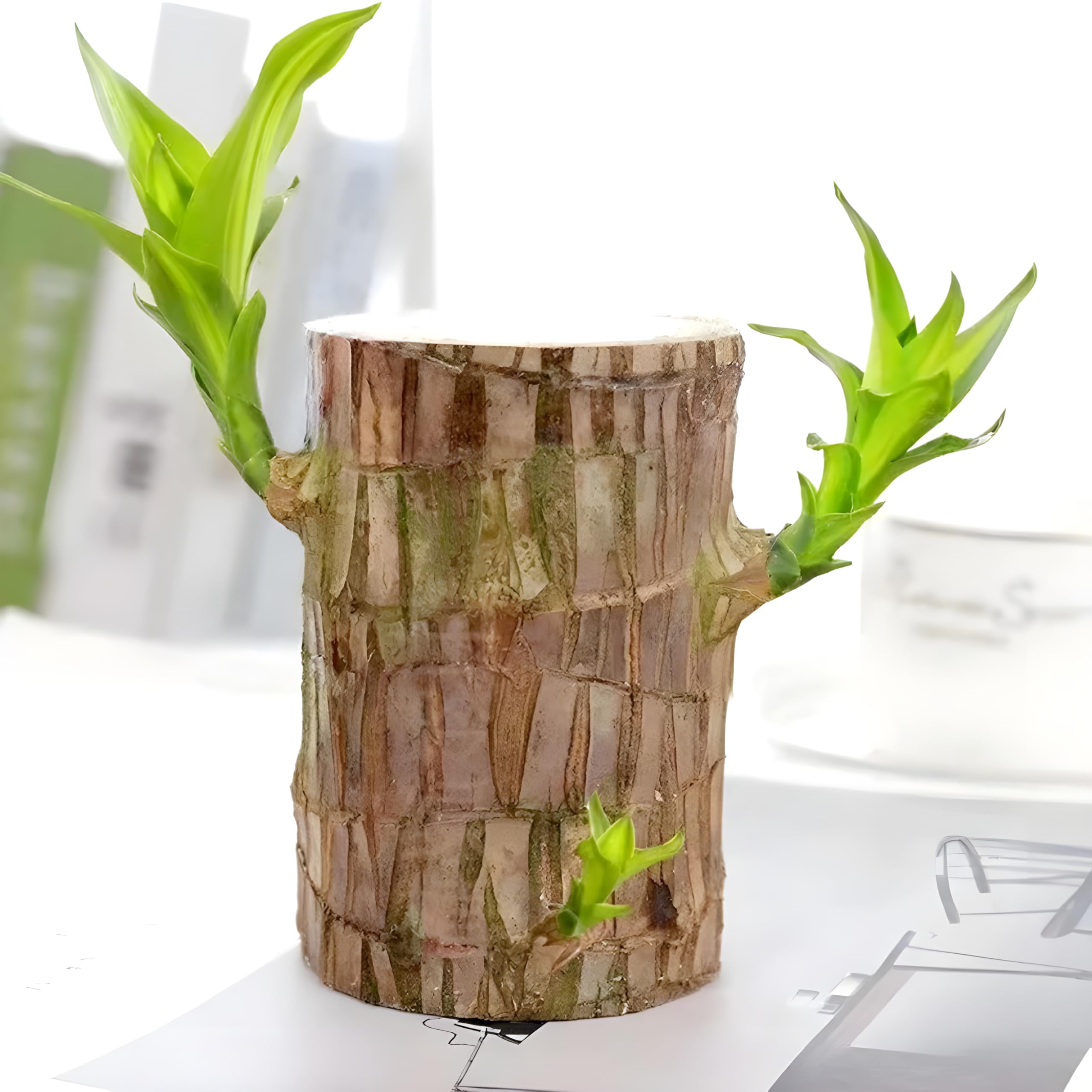 See full amazon price history chart for Brazilian Lucky Wood Live Plant | Healthy Indoor Live Good Luck Brazilian Wood Plant For Living Room | Feng Shui Plant | Without Pot - (Pack Of 1) Brazilian Lucky Wood Live Plant | Healthy Indoor Live Good Luck Brazilian Wood Plant For Living Room | Feng Shui Plant | Without Pot - (Pack Of 1) (B0DGRNGH7W) Amazon Price History, Amazon Price Tracker