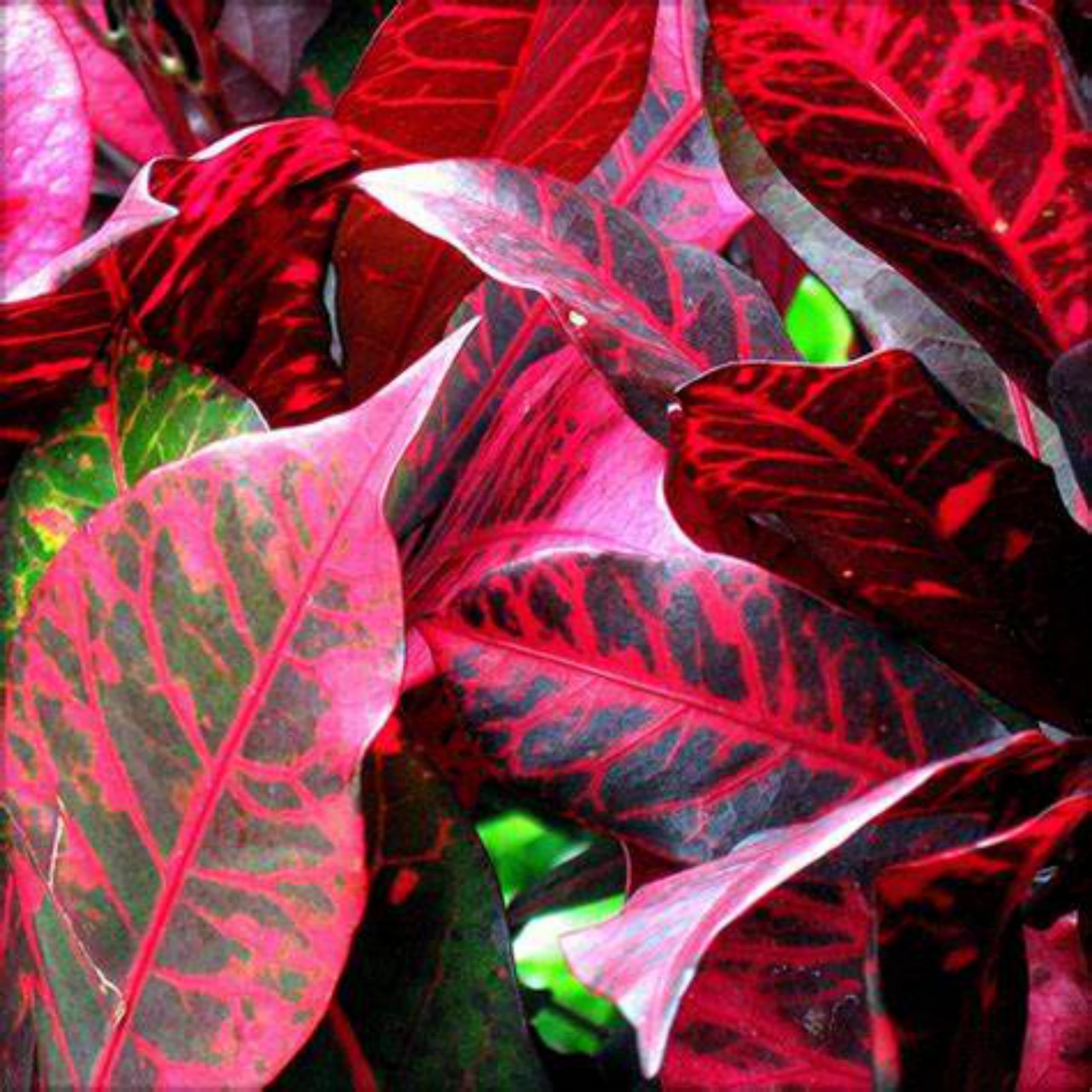 Baishnab Croton Plant (CP366) (B0CV9TDY33) Amazon Price History, Amazon Price Tracker