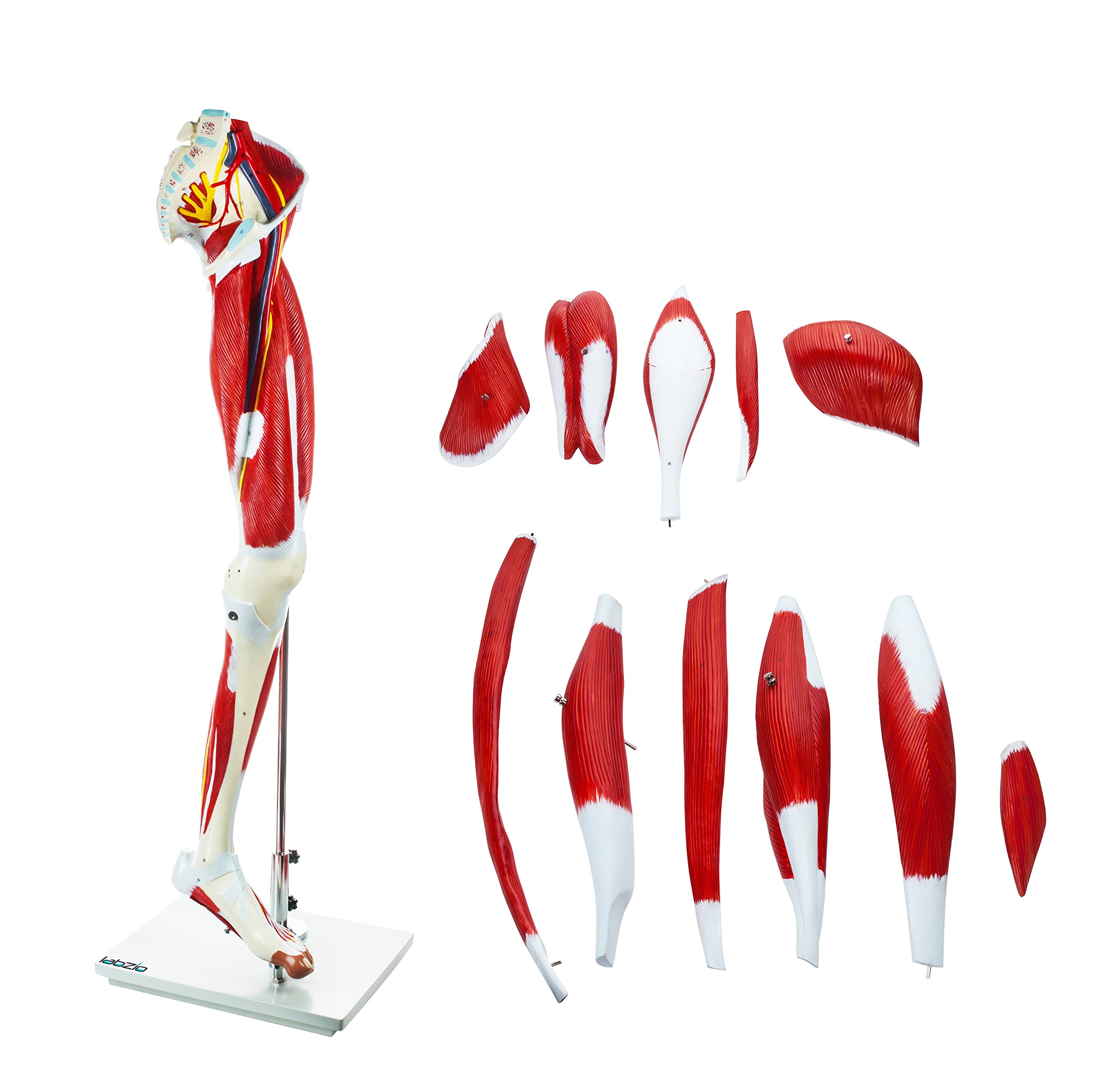 See full amazon price history chart for Labzio - Premium Human Muscular Leg Model Life Size 13 Parts Perfect To Study The Leg Muscles Vessels Tissues With Detailed Key Card Labzio - Premium Human Muscular Leg Model Life Size 13 Parts Perfect To Study The Leg Muscles Vessels Tissues With Detailed Key Card (B06XV5P82W) Amazon Price History, Amazon Price Tracker
