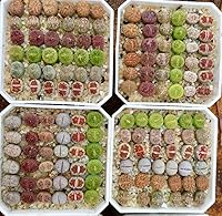 Vista 1 de Lithops - Kit de semillas de 25 semillas con plántulas vivas y germinación (paquete de 25 + 5 plántulas vivas + kit de germinación)