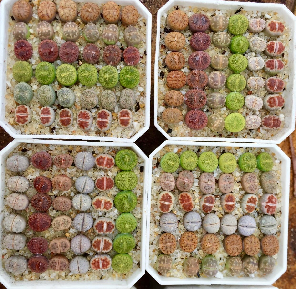 Lithops Seed Kit Pack of 25 Seeds with Live Seedlings and Germination Kit (Pack 25 + 10 Live Seedlings + Germination Kit)