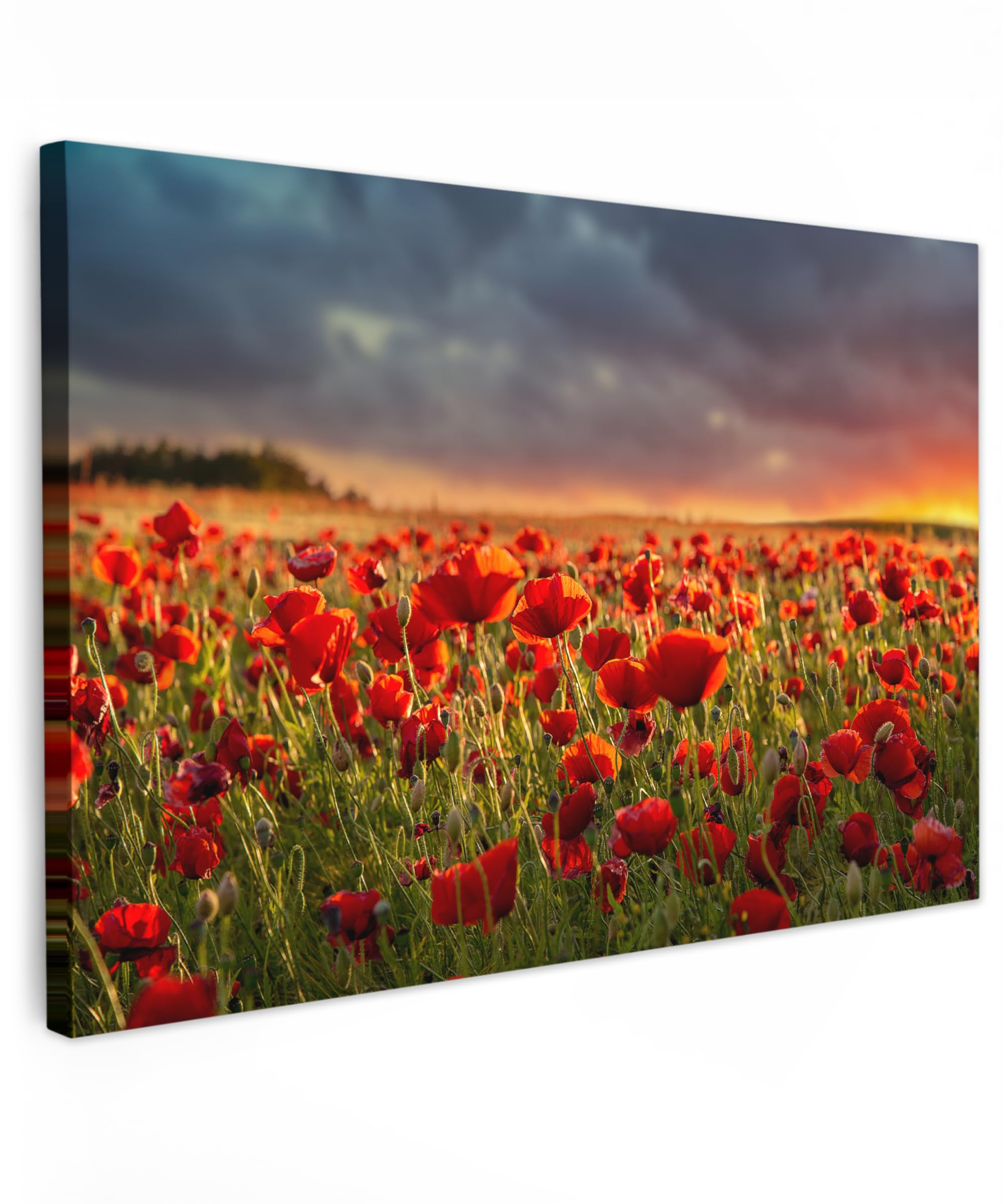 MuchoWow© Canvas Wall Art Work 47"x31" / 120x80 cm Room Decor Painting Wallfillers Picture Decoration Prints Sunset - Poppies - Red - Flowers - Field - Nature