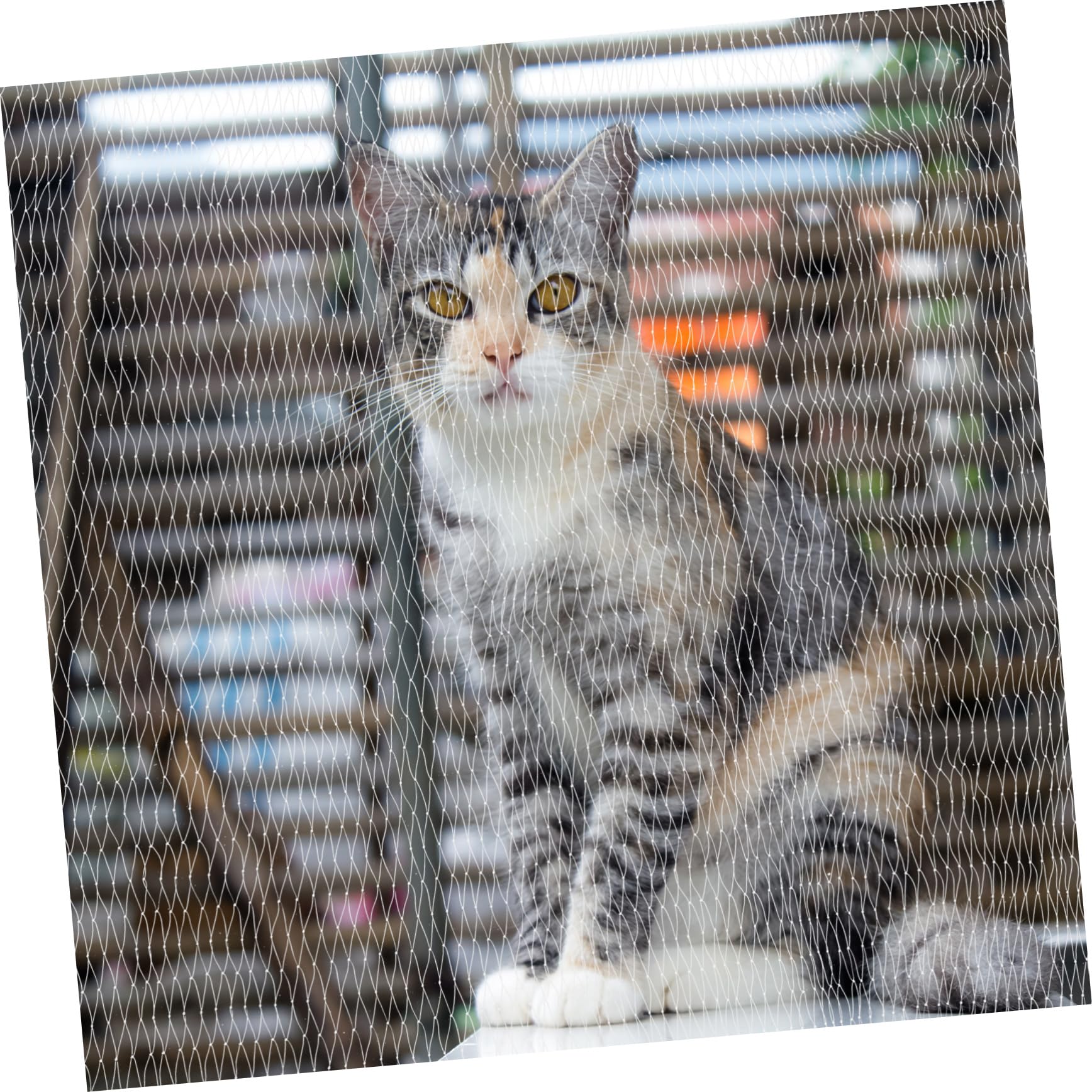 Toddmomy Katzennetz für Balkon Katzennetz für Balkon Drahtverstärkt Transparent aus Nylon Weiß Sturzschutz für Hunde und Katzen für Fenster und Dach