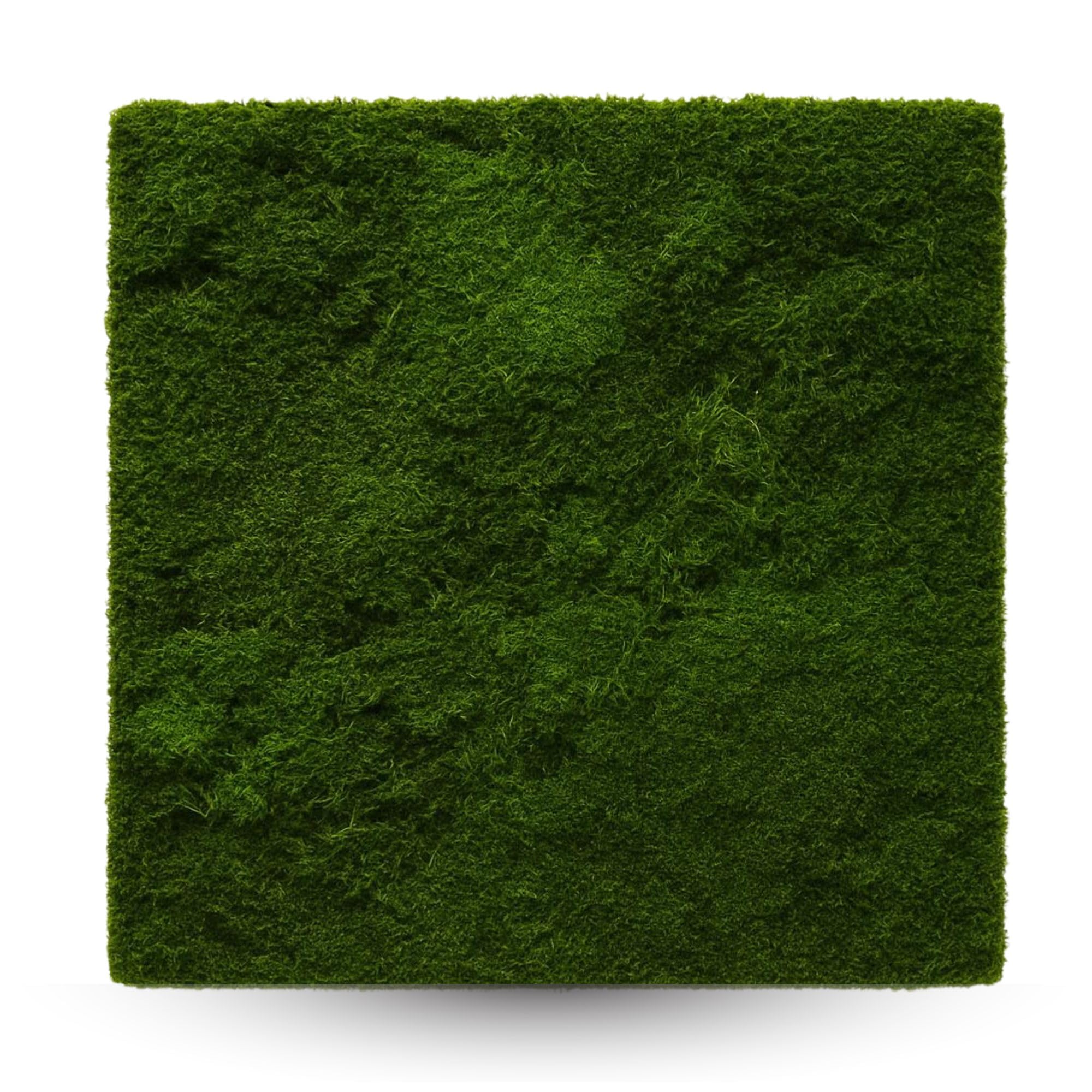 Muschio Stabilizzato Decorativo Naturale Vivo 50x50cm