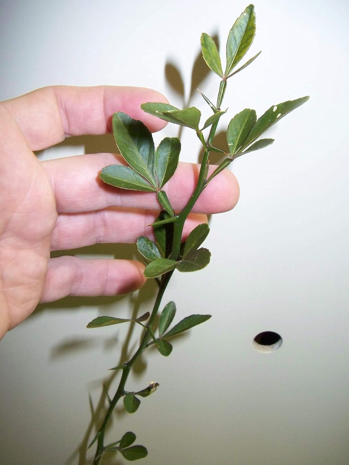 6-12" Tall Trifoliate Orange (Poncirus trifoliata) 1-2 Year Old Plant