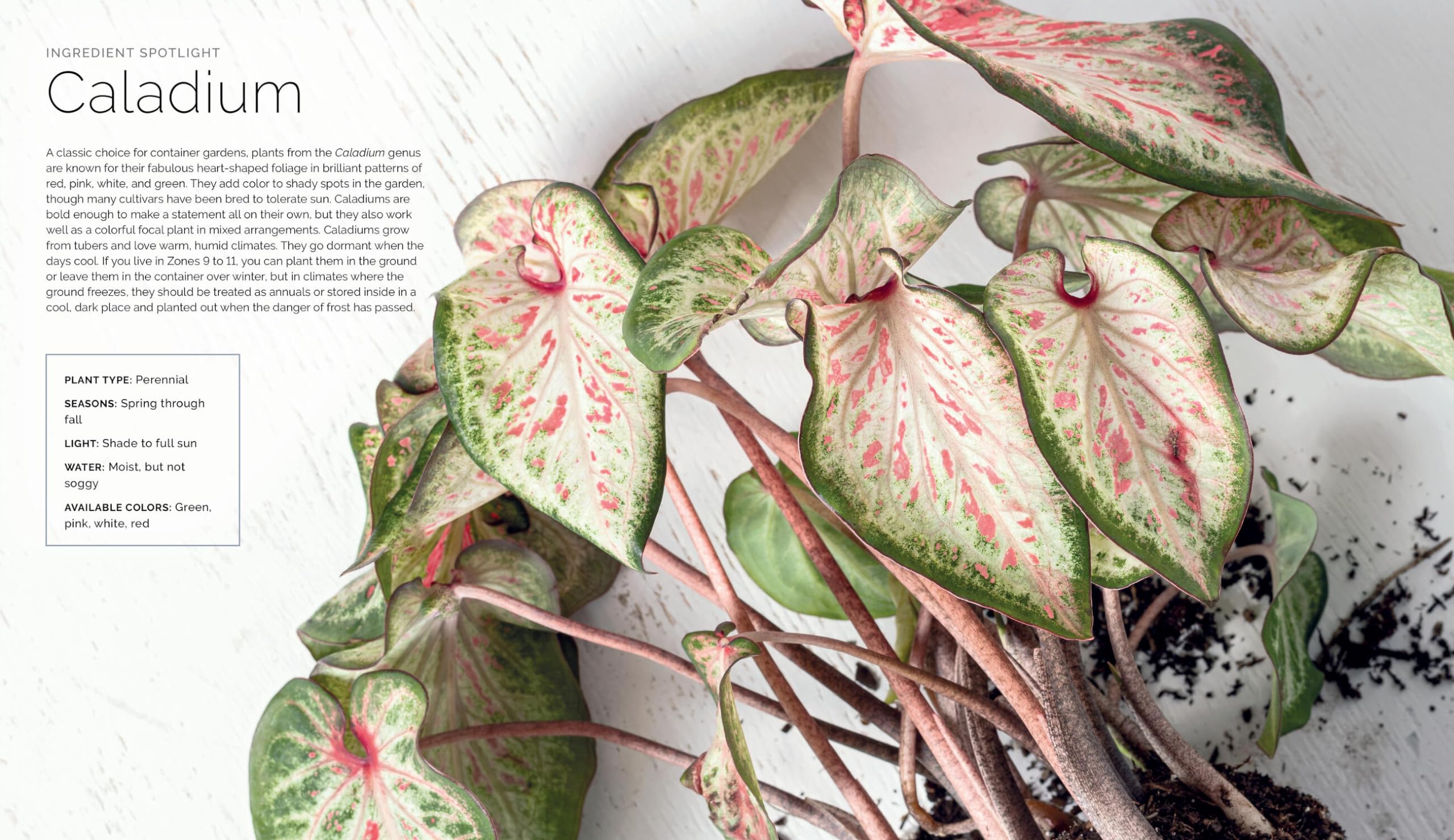 The Container Garden Recipe Book: 57 Designs for Pots, Window Boxes, Hanging Baskets, and More