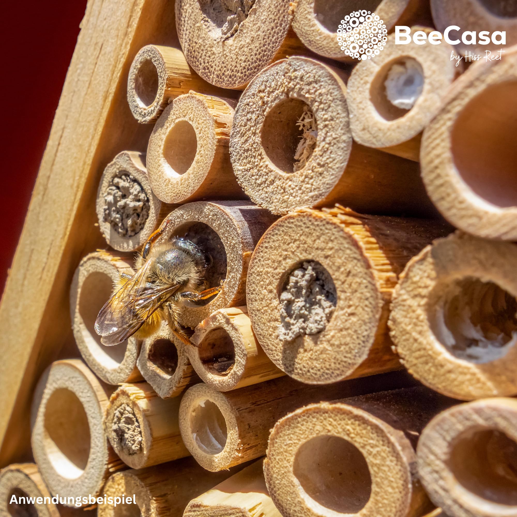 BeeCasa by Hiss Reet® Schilfrohrhalme MEDIUM | Naturbelassener Bund | Insektenhotel & Bienenhotel Füllmaterial | Niströhren & Nisthülsen für Wildbienen