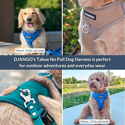 Miniatura 6 de DJANGO Tahoe Arnés para perro sin tirones, arnés de neopreno duradero y cómodo para mascotas, arnés acolchado para uso diario - Arnés ajustable para