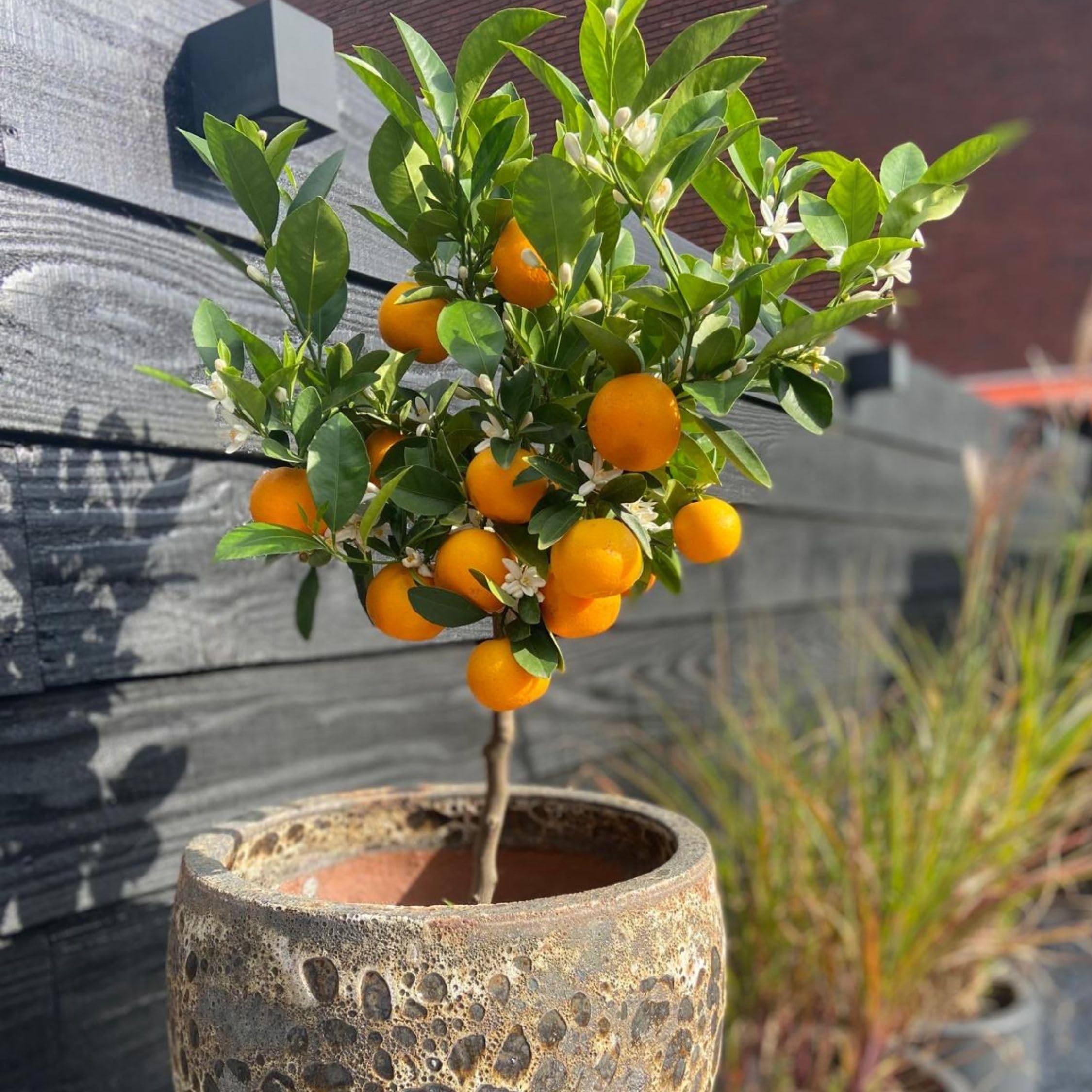 Plant in a Box - Citrus Calamondin - Kalamondyna - Drzewko cytrusowe - Doniczka 19cm - Wysokość 55-65cm