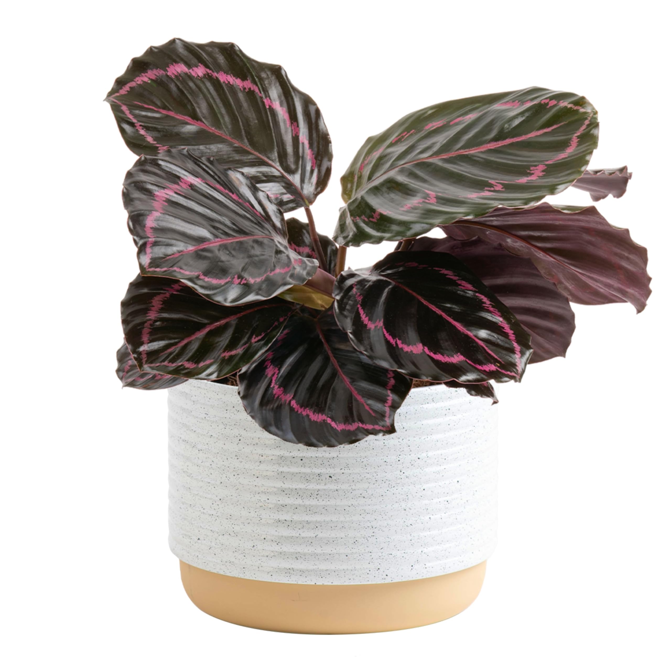 Costa Farms Calathea Pink Star Live Indoor Plant - 12-16 Inches Tall In 6-Inch Pot, Air Purifying Houseplant