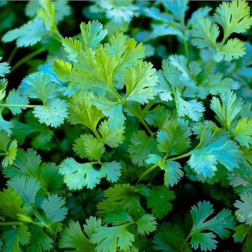 Slo Bolt Cilantro Seeds 20 Seeds