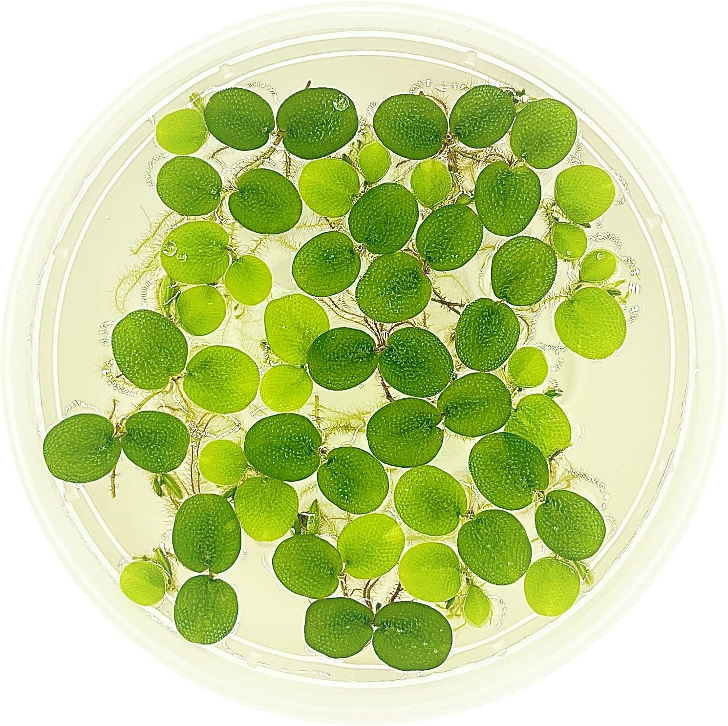 Water Spangle, Salvinia Minima, Live Aquarium/Aquatic/Freshwater/Floating/Pond Plant/Planted Tank/Aquascaping/Paludarium by Aquarium Plant Center (6 Plants, 30+ Leaves)