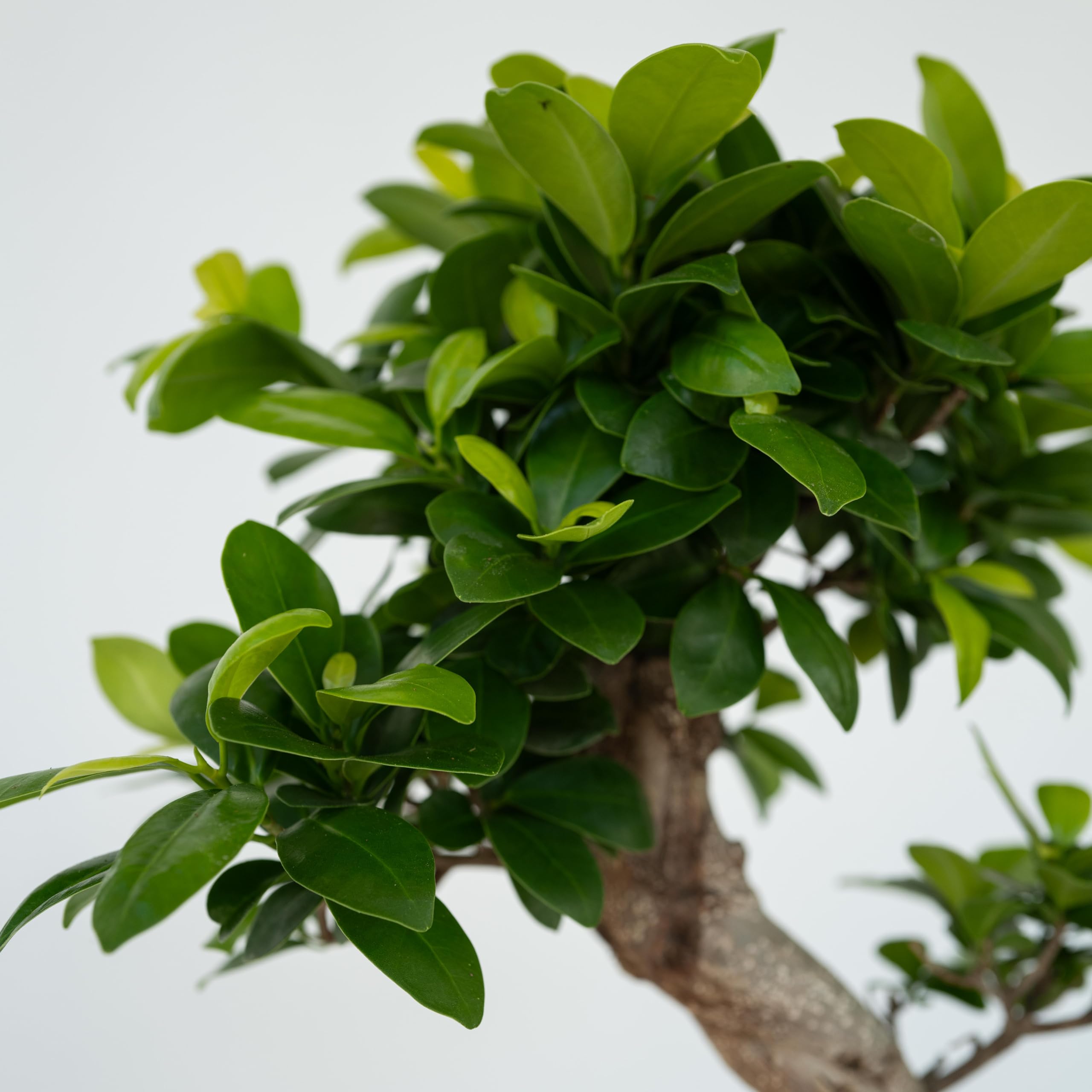 Plant in a Box - Ficus Ginseng S-Shape - Bonsai - Japański Bonsai - Doniczka 20cm - Wysokość 55-65cm