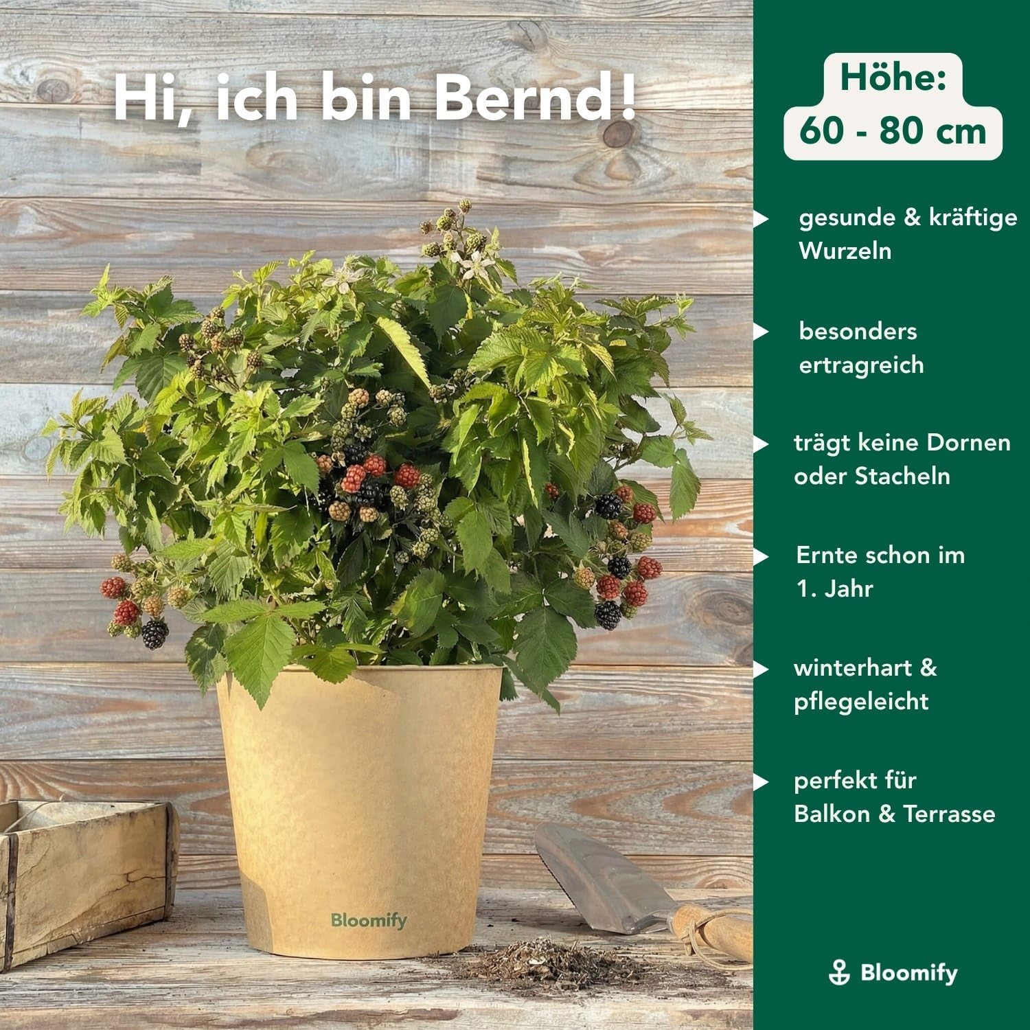 Bloomify® Bio Balkon-Brombeere "Bernd" | 60 bis 80 cm hohe ertragreiche Brombeeren Pflanze | winterhart und pflegeleicht | leckere Früchte für Garten oder Topf | dornenlos