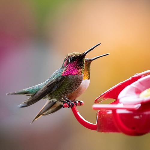 Miniatura 3 de Perky-Pet 220 The Grand Master - Comedero para colibríes de 48 onzas