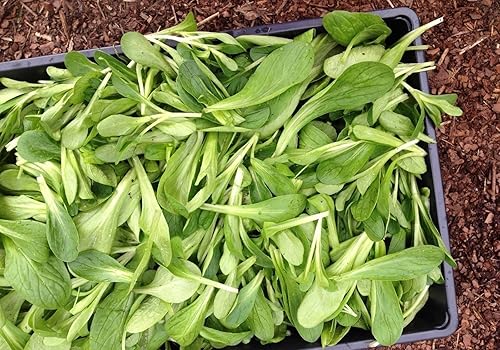 Ensalada de Maíz semillas aka, papel maché, de oveja, campo de ensalada, de lechuga (Valerianella Locusta)