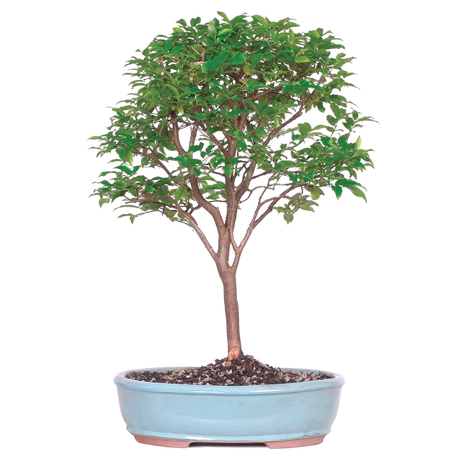 Brussel's Bonsai Live Jaboticaba Bonsai Tree - Large