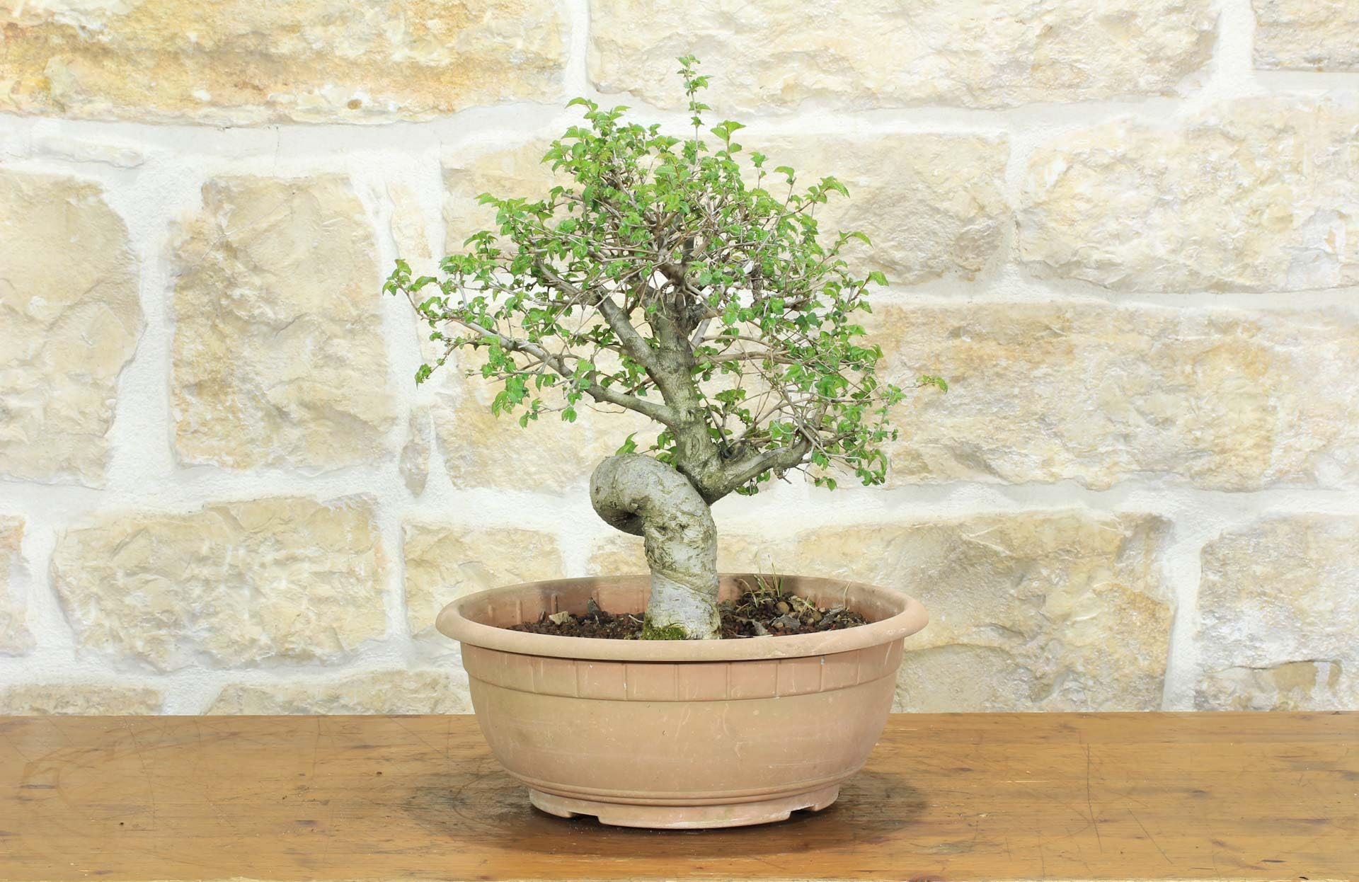 Pre bonsai di Olmo Campestre (2)
