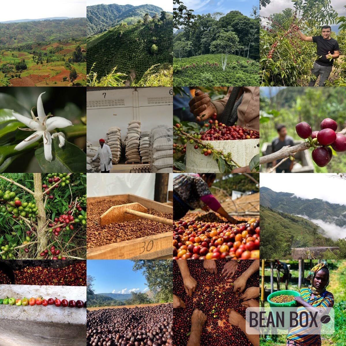 Bean Box Coffee Sampler - Roasted by Middle Fork, 2-Pack, Freshly Ground Coffee, Gourmet Coffee