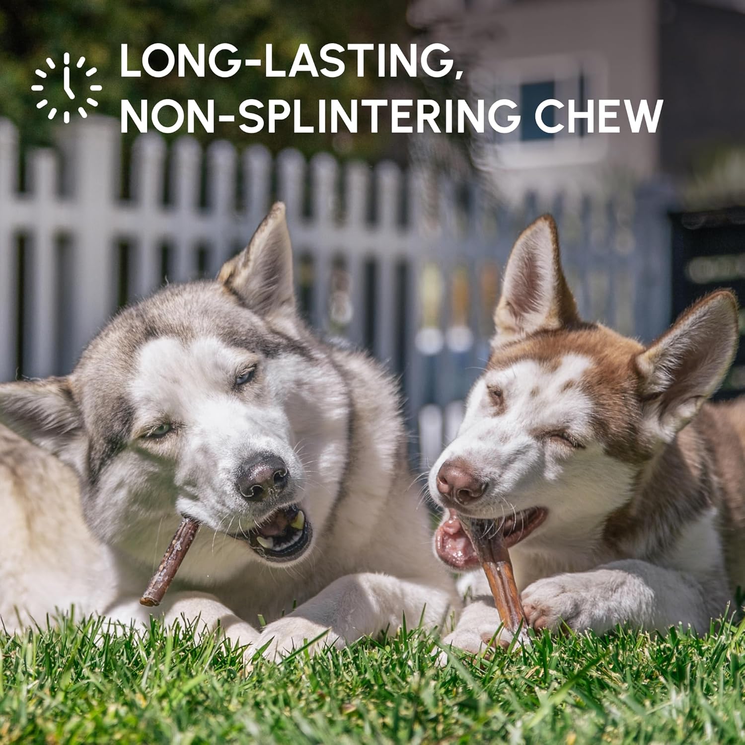 Downtown Pet Supply USA Sourced Bully Sticks for Dogs - Grass-fed Beef Chews, Low-Odor & Rawhide-Free, Long Lasting Dog Treats - Healthy, Safe & Delicious Chews (6" 15 Pack)