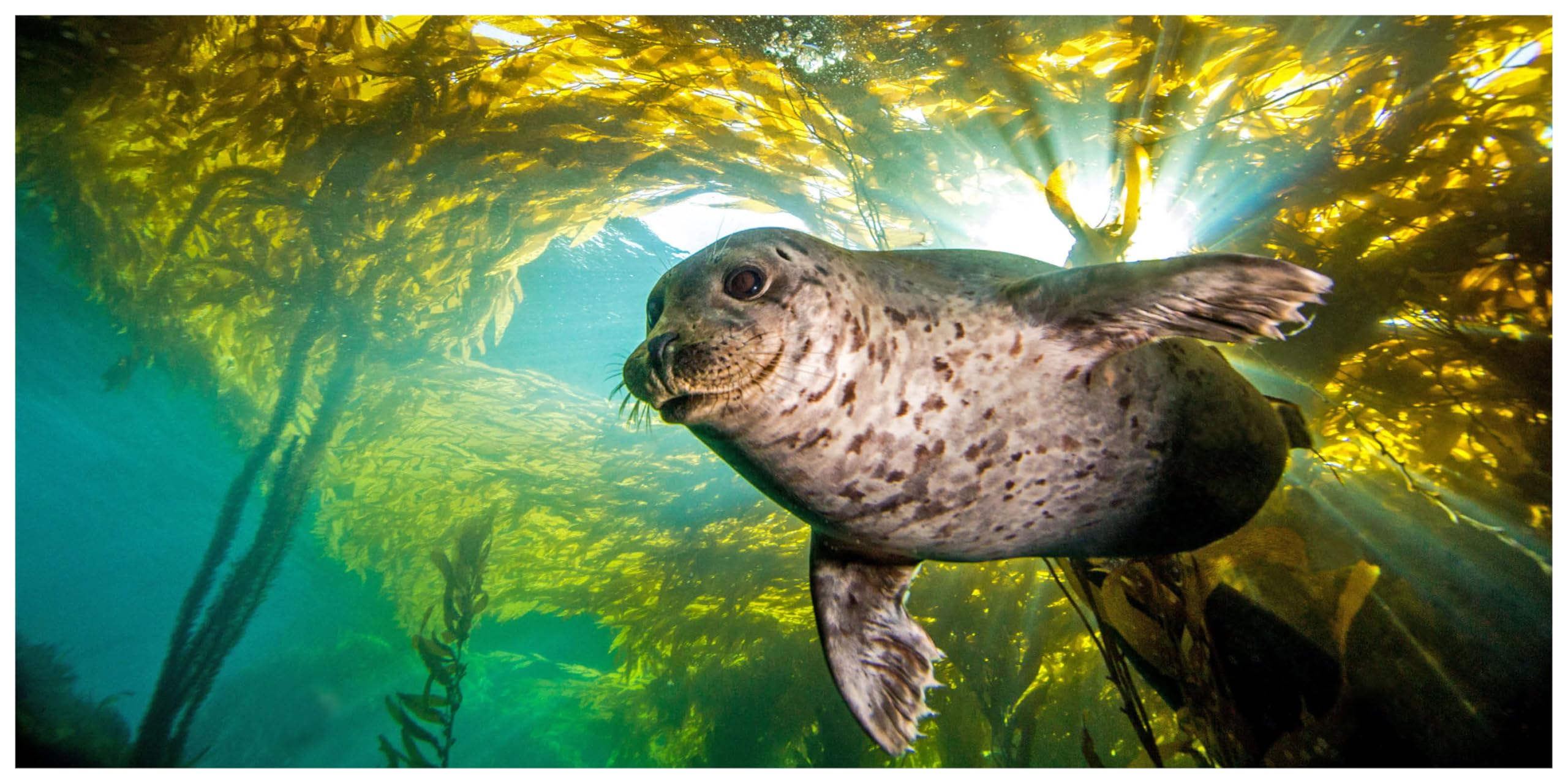 The Life And Love Of The Sea: Photographs