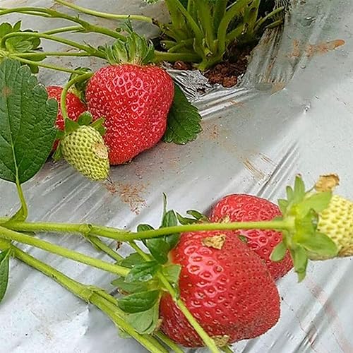 Miniatura 7 de HFS (R) LLDPE - Película de plástico para frutas, verduras, cultivos, invernadero, jardín (4 x 50 pies)