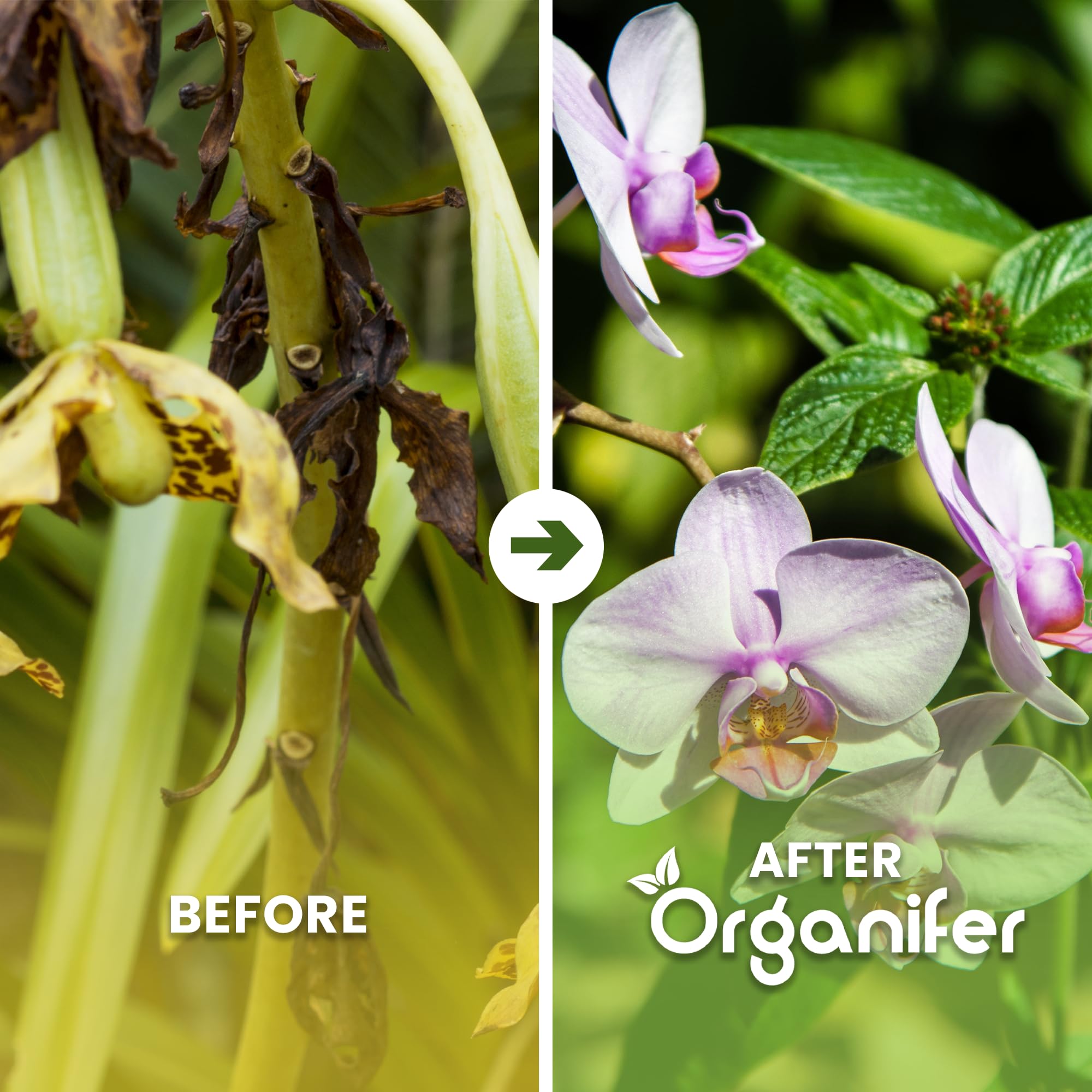 Flüssigdünger Für Orchideen (Phalaenopsis) - 5x1L - NPK 3-4-3