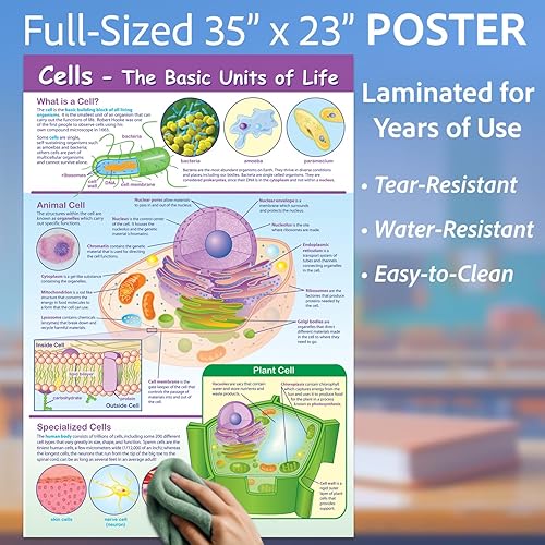 Miniatura 3 de NewPath Learning-34-6101 Póster de Células - Laminado, A Todo Color, 23" x 35"