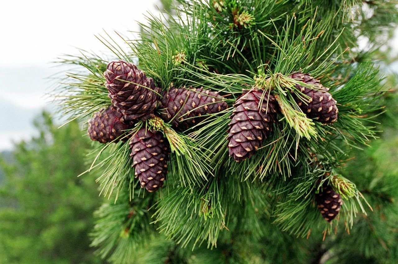 Pine Nuts 300 gr, Premium Quality, vacuum packed (Pine nuts, 300 gr, 10.58 oz)