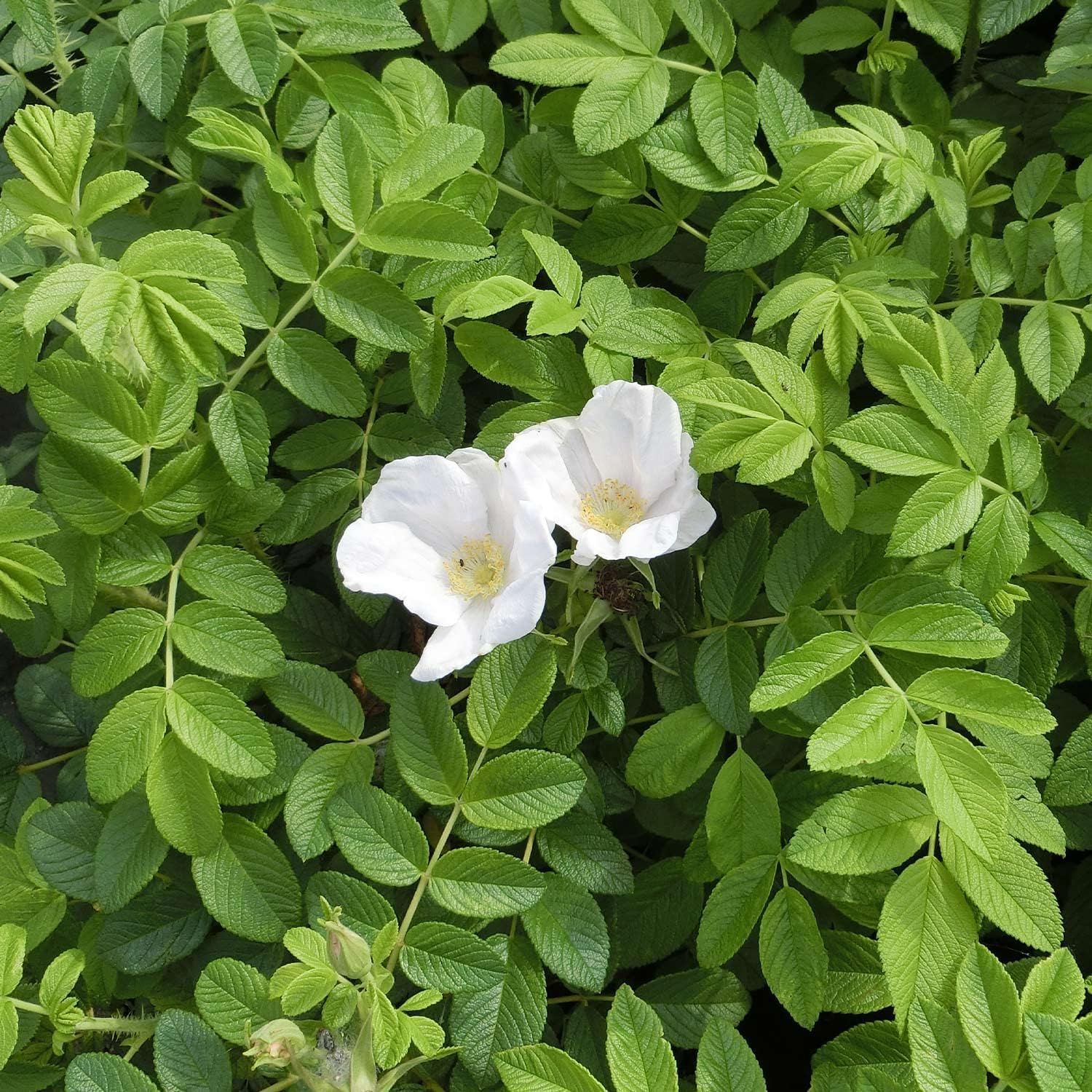 Rosa rugosa - Apfel-Rose / Kartoffelrose / Sylter Rose| in 40 Sorten