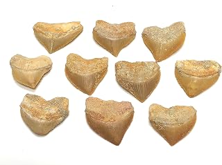 Crystal Collection Corax Shark Teeth Squalicorax Fossil Tooth 1" (5)