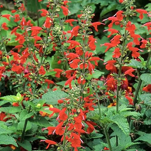 Miniatura 2 de CHUXAY GARDEN 50 semillas de Salvia Coccinea 'Lady in Red', salvia escarlata, salvia de Texas, salvia colibrí, llamativa planta de paisajismo