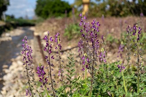 Miniatura 7 de Arroyo Blue Lupine Seeds - Paquete de 60 semillas de flores sin OMG, polinizadas abiertas, sin tratar para plantar, de Estados Unidos